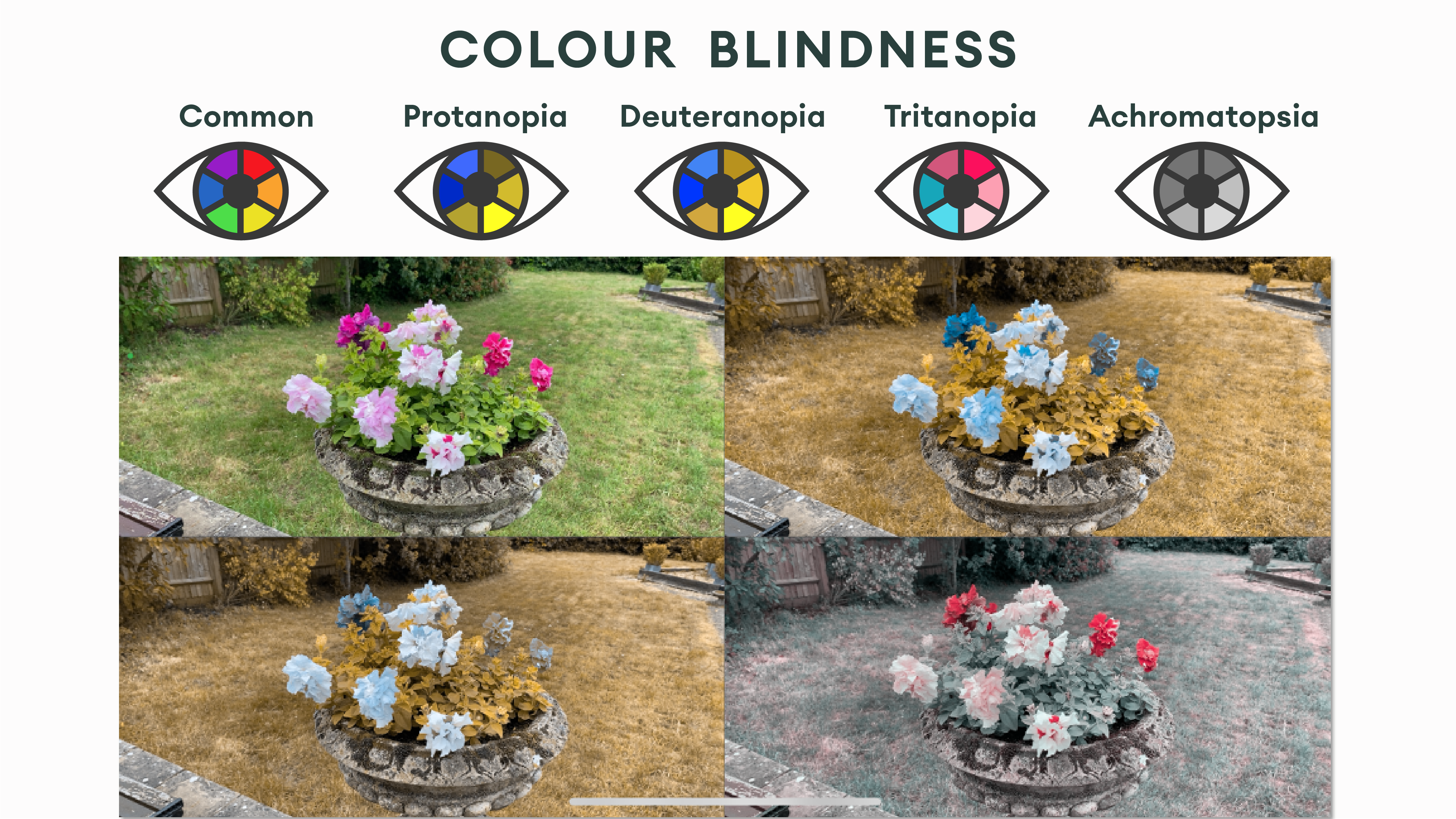 Graphic explaining colour blindness with examples of common vision, protanopia, deuteranopia, tritanopia and achromatopsia, using the same flower planter image to show how colours appear differently.